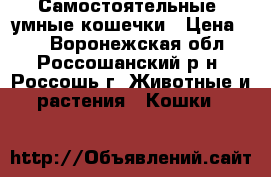 Самостоятельные  умные кошечки › Цена ­ 5 - Воронежская обл., Россошанский р-н, Россошь г. Животные и растения » Кошки   